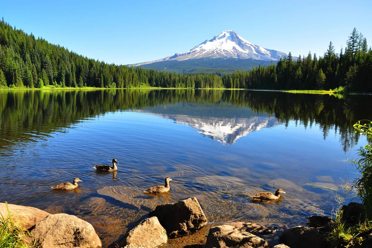 A wide, peaceful view of a mountain rising above a glimmering lake, bordered by a lush green forest. Ducks glide on the water's surface, evoking the outdoor activities and natural beauty available nearby. The scene suggests hiking trails and lakeside picnics, which are perfect alternatives when the pool is closed.